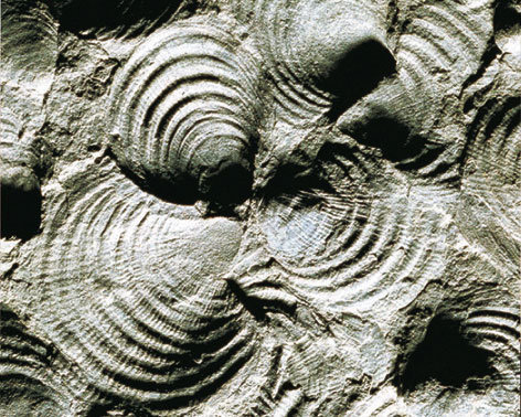 Fossilien Fossilien