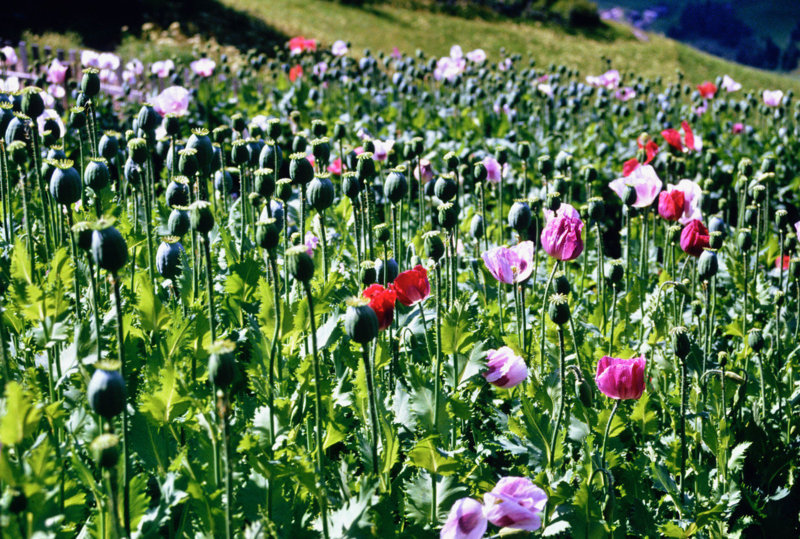 Papavero nel giardino di casa (© Foto: Siegfried de Rachewiltz)