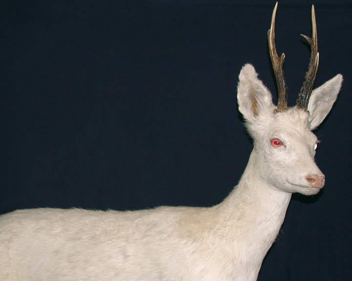 Capriolo albino